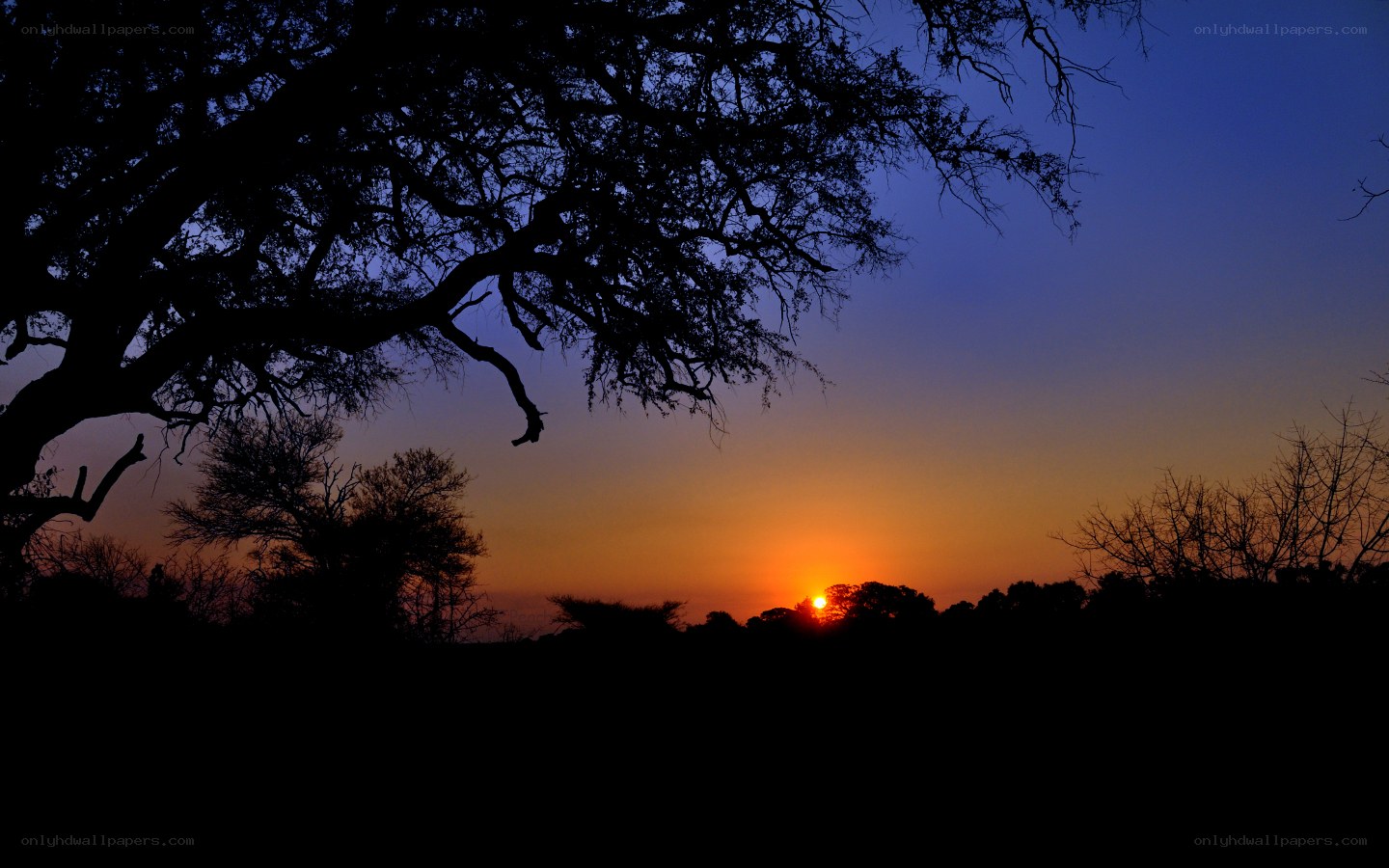 Sunset over silhouetted trees