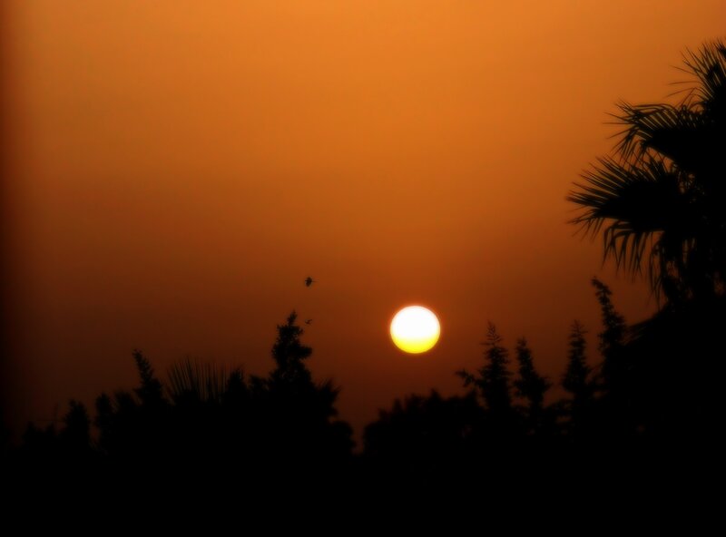 Sunset over Silhouetted Trees — Orange, Serene, Photograph