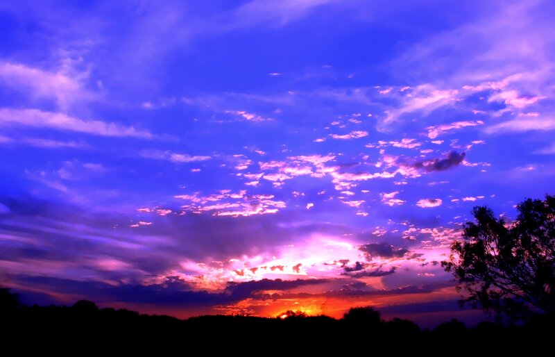 Sunset over Silhouetted Trees — Purple, Dramatic
