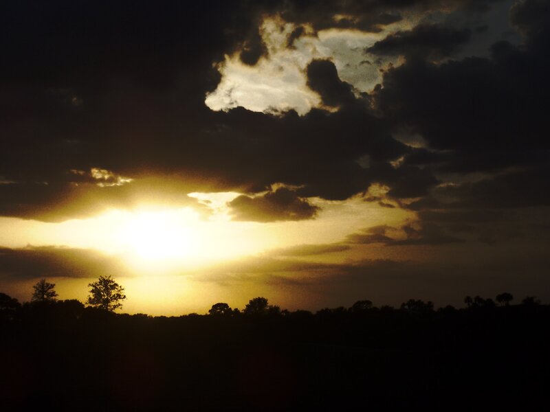 Sunset over Silhouetted Trees — Yellow, Dramatic