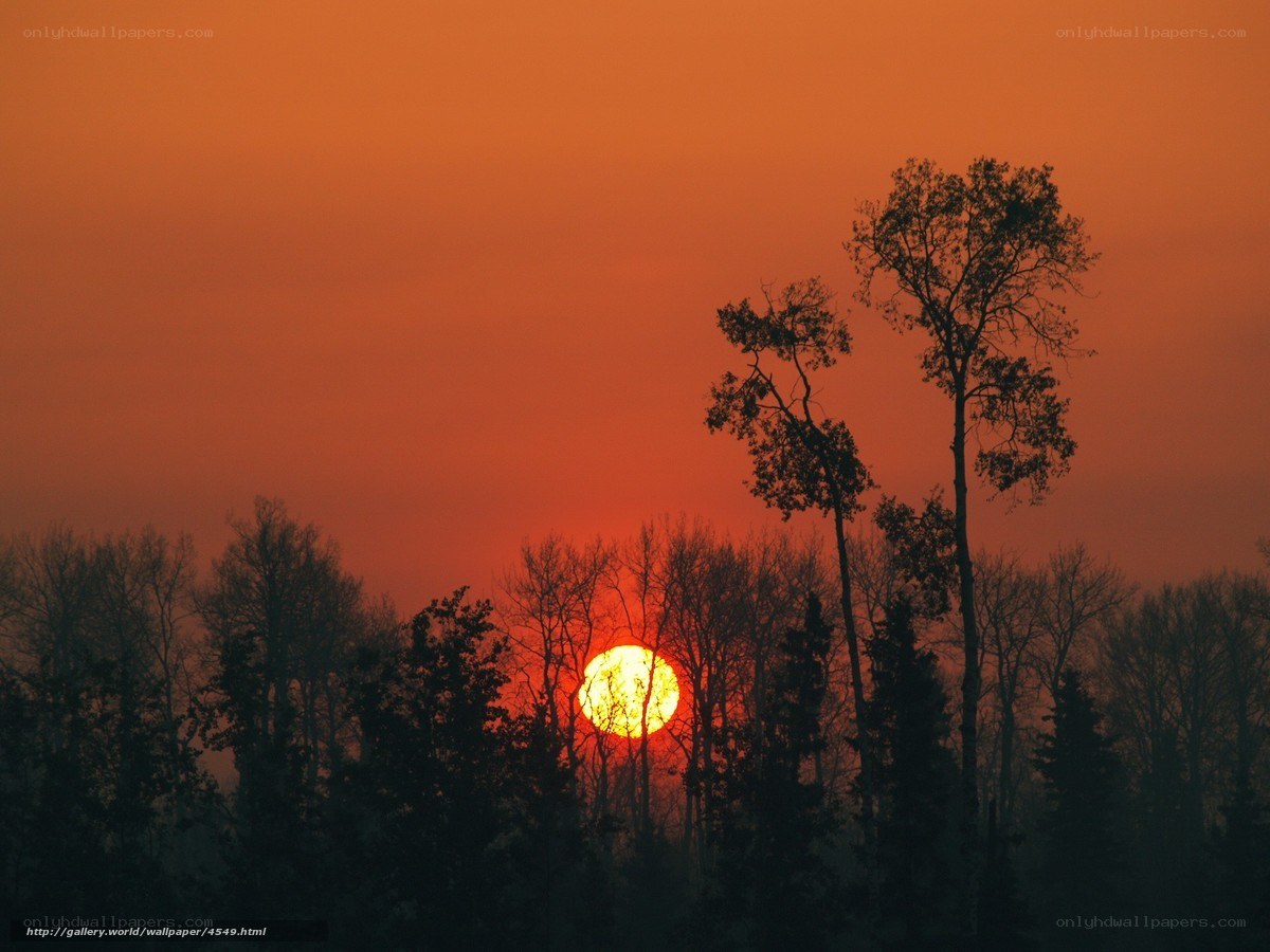 Sunset over silhouetted trees
