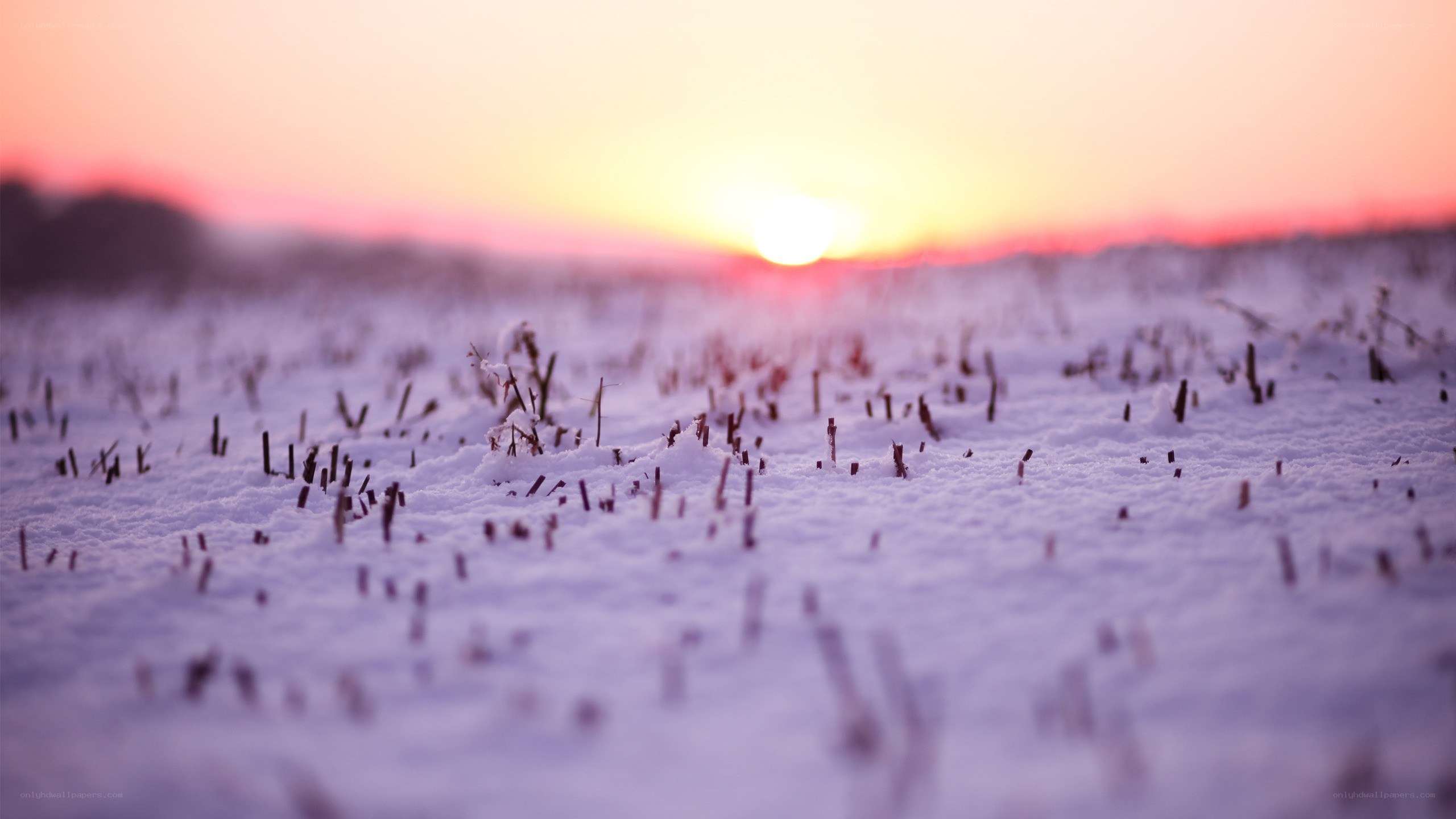 Sunset over snowy field