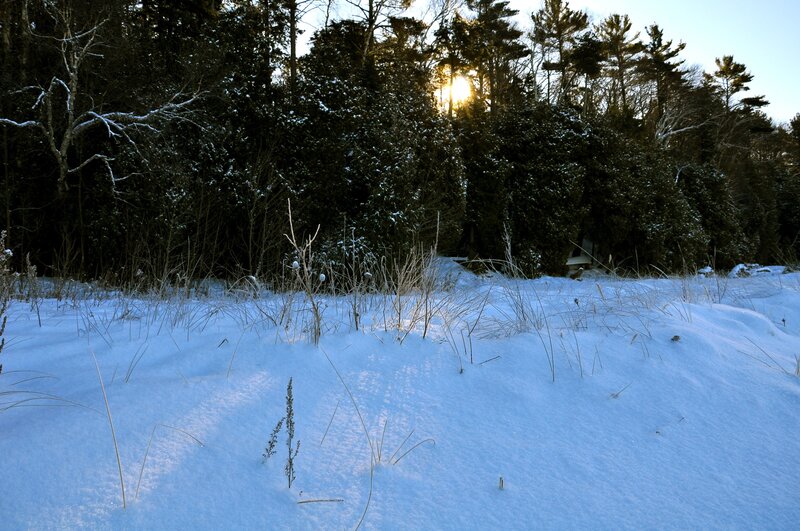 Sunset over snowy forest