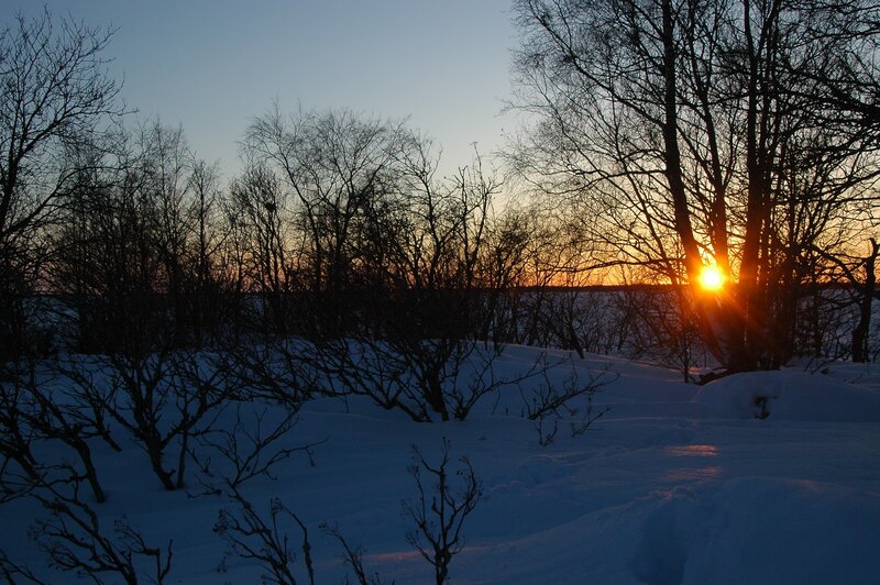 Sunset over snowy forest