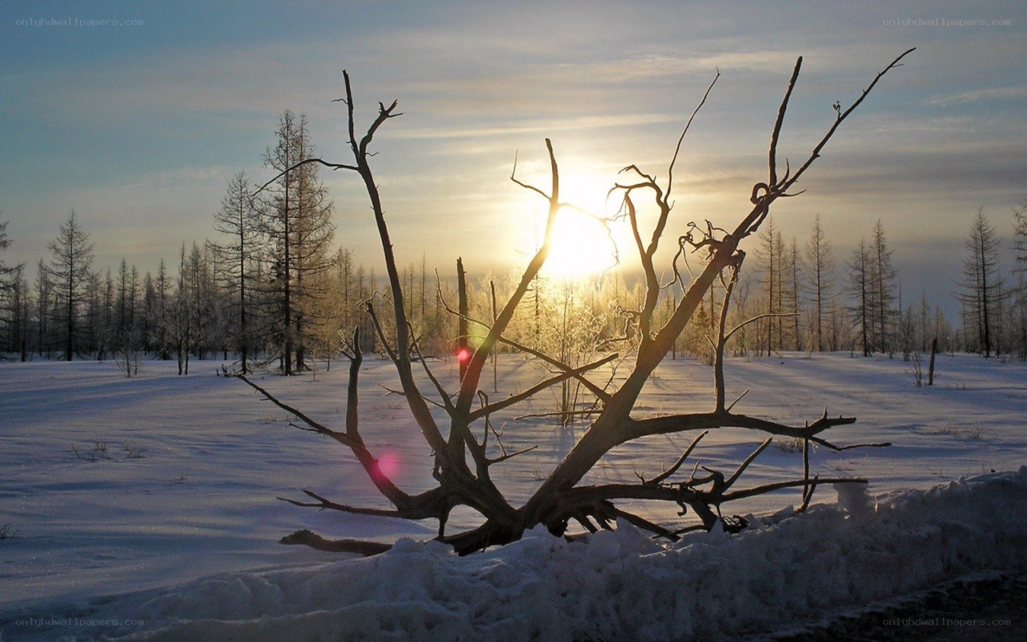 Sunset over snowy forest