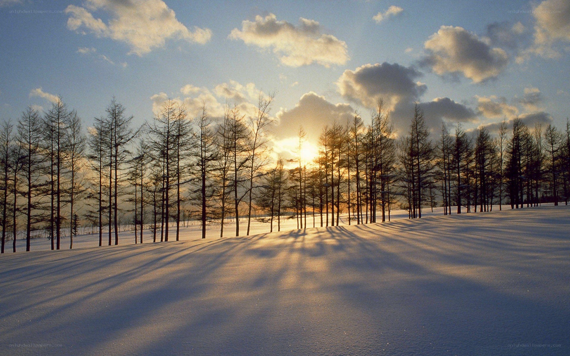 Sunset over snowy forest