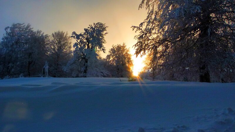 Sunset over snowy forest