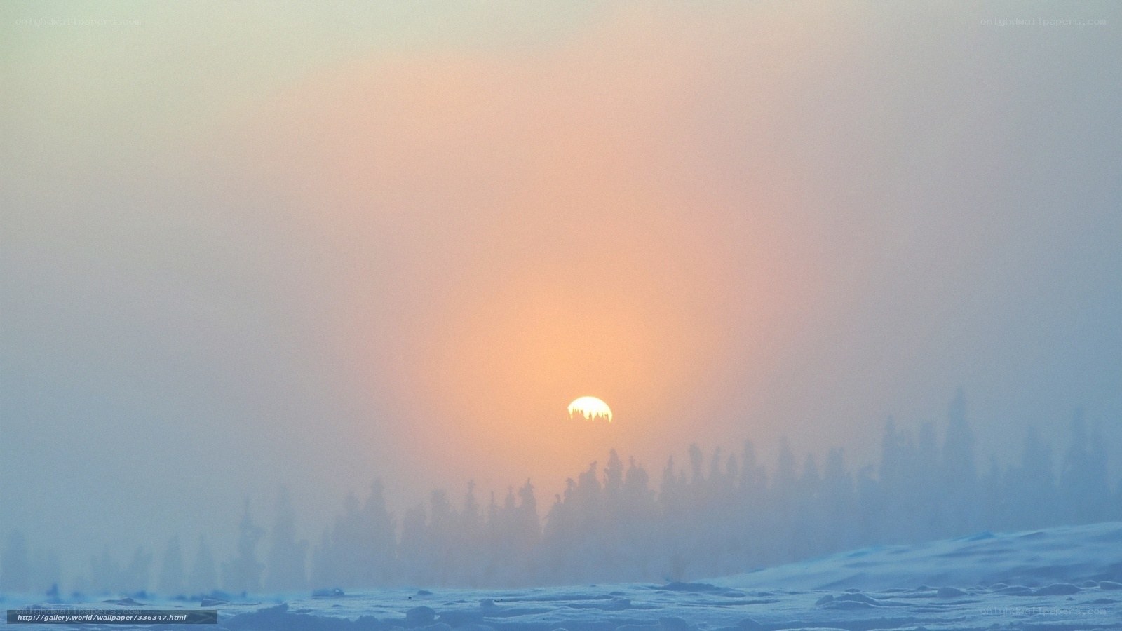 Sunset over snowy forest
