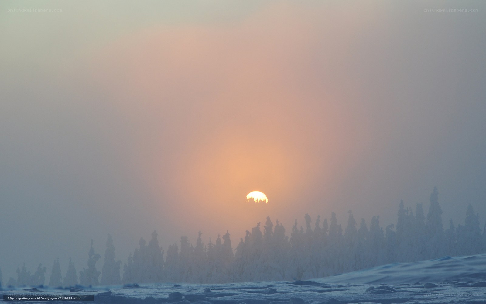 Sunset over snowy forest