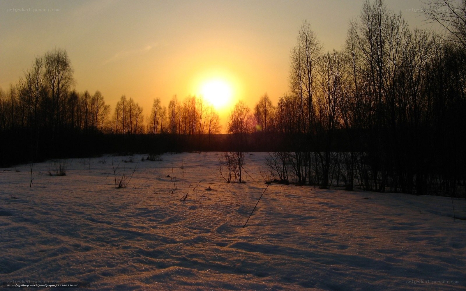 Sunset over snowy forest