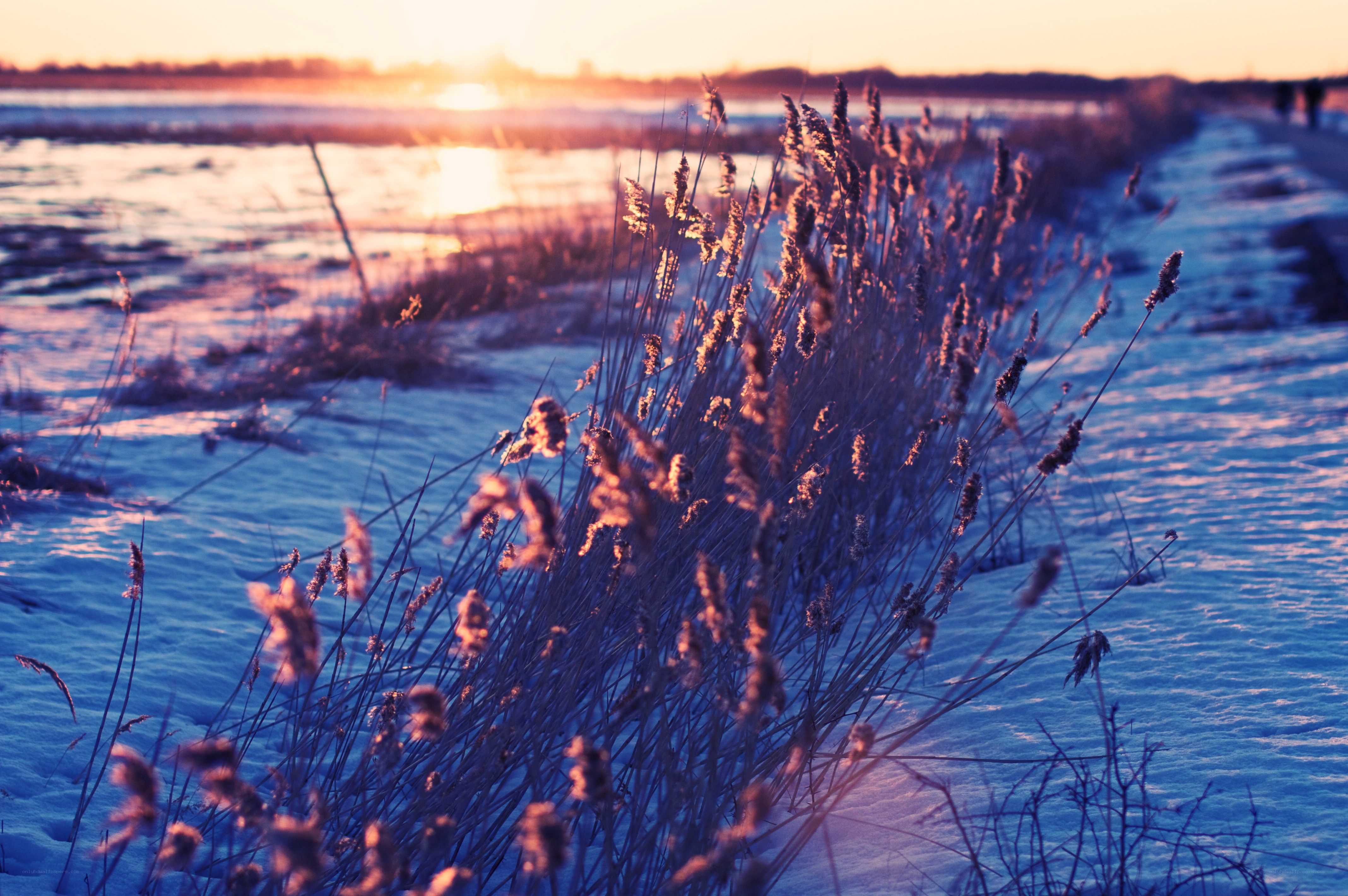Sunset over snowy reeds