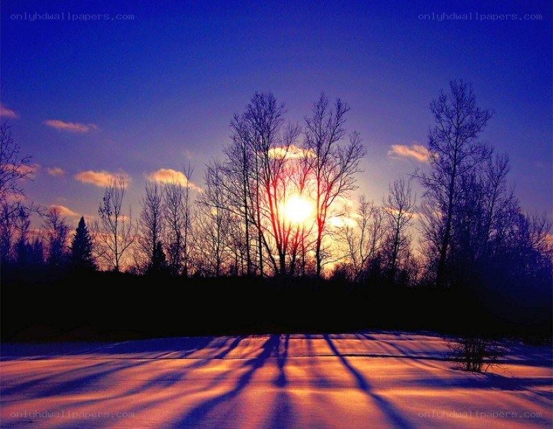 Sunset over snowy trees