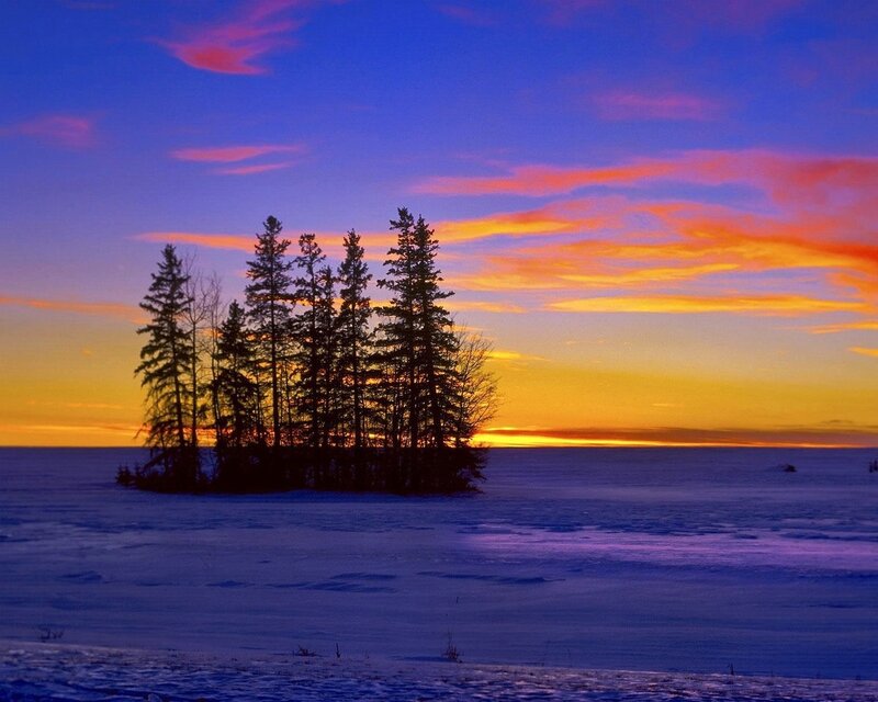 Sunset over snowy trees