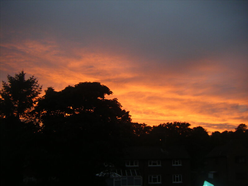sunset over suburban trees