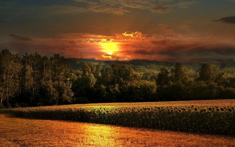 Sunset over sunflower field