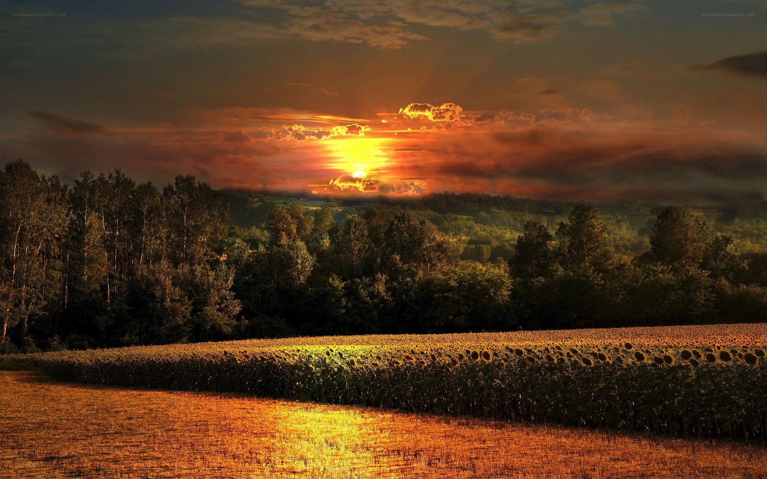 Sunset over sunflower field