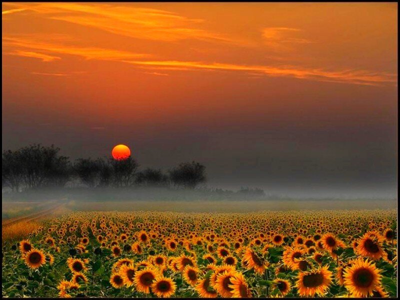 Sunset over sunflower field