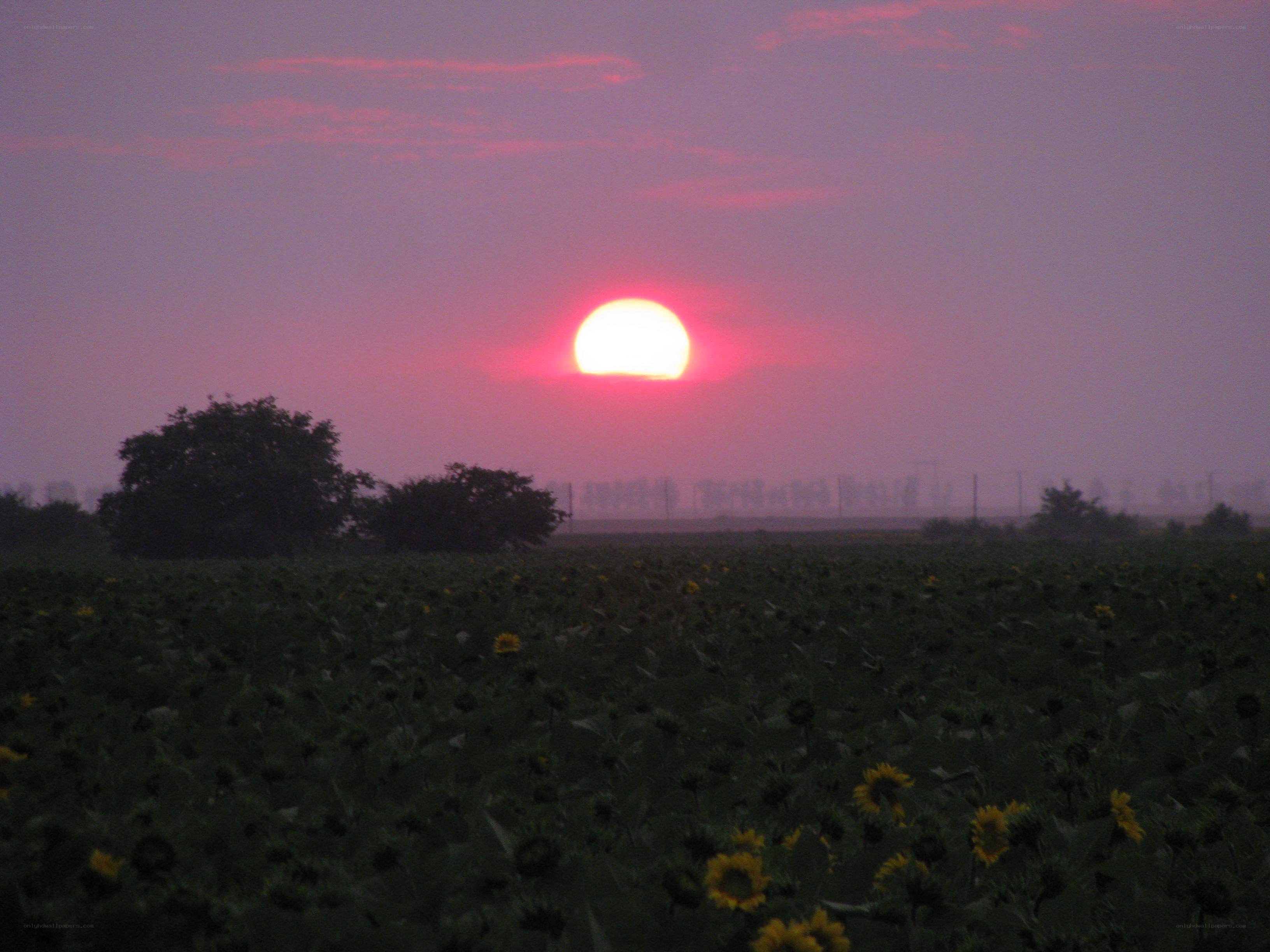 Sunset over sunflower field