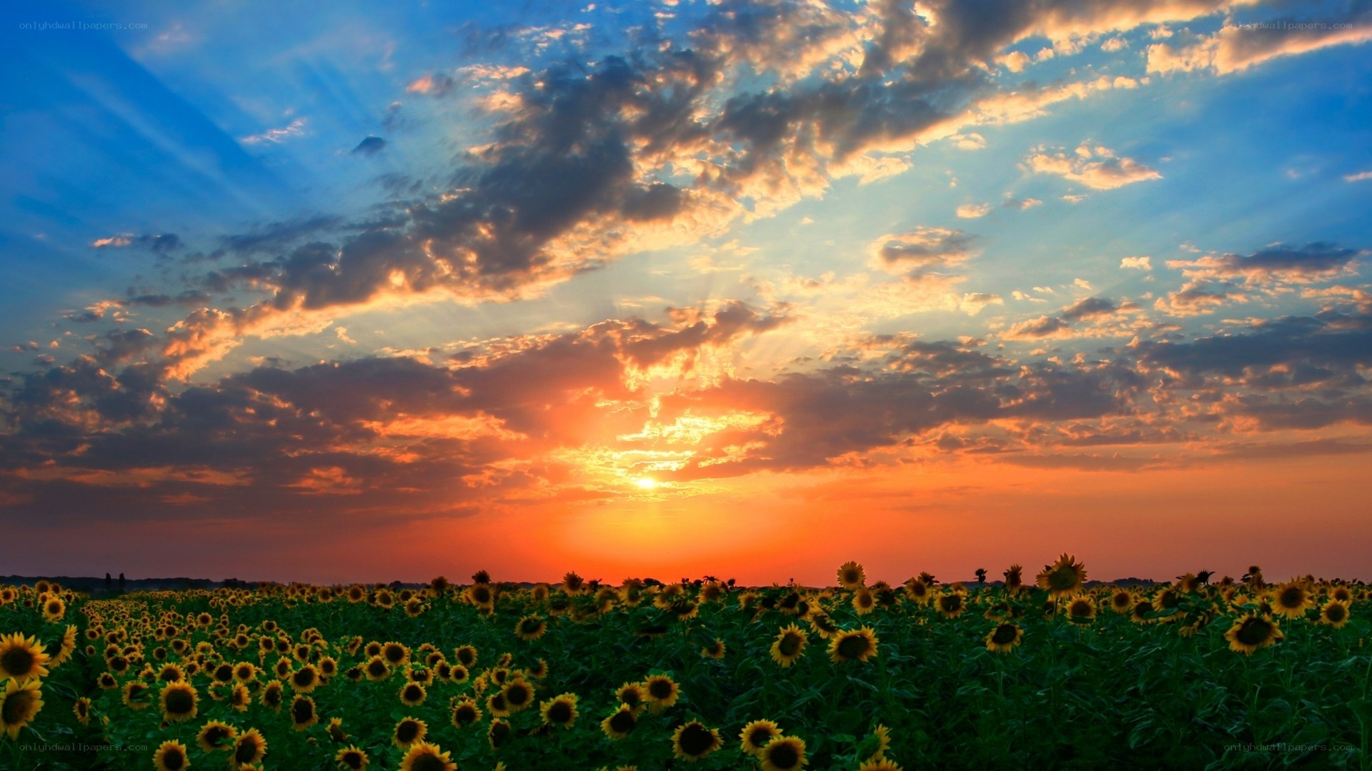 Sunset over sunflower field