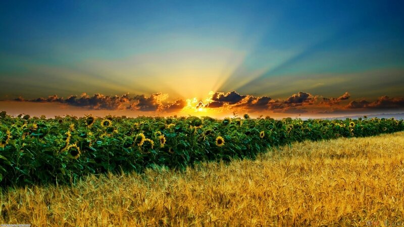 Sunset over sunflower field
