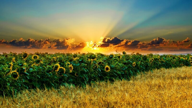 Sunset over sunflower field
