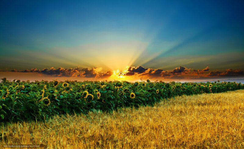 Sunset over sunflower field