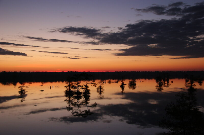 Sunset over swamp landscape