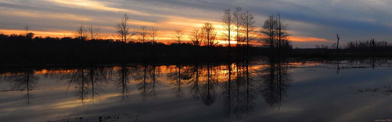 sunset over swamp trees