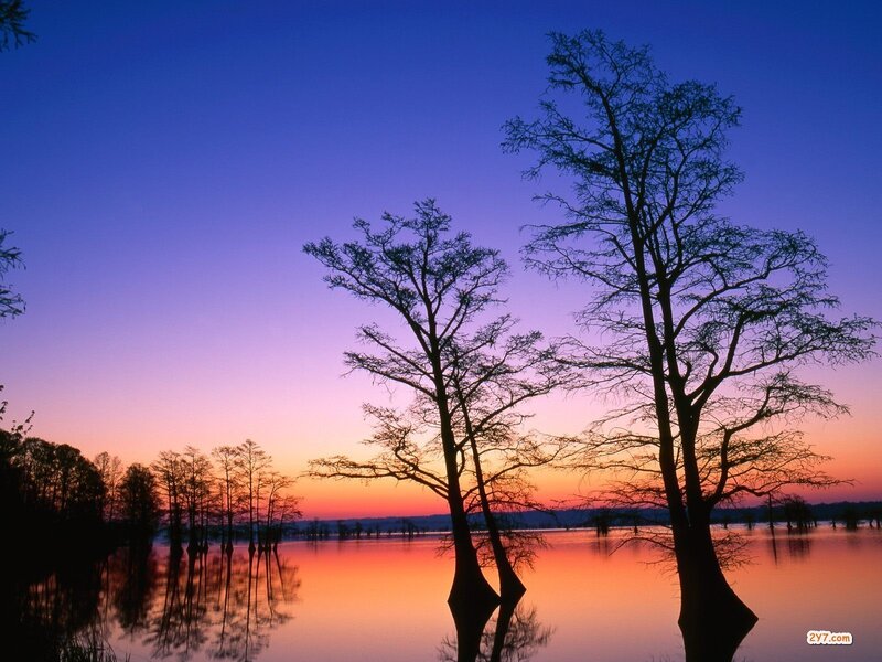 Sunset over swamp trees