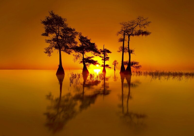 Sunset over swamp trees