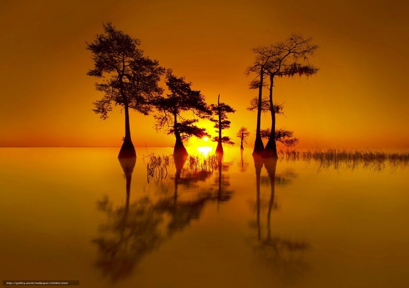 Sunset over swamp trees