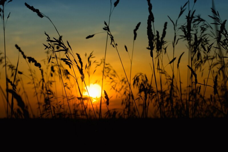 Sunset over tall grass