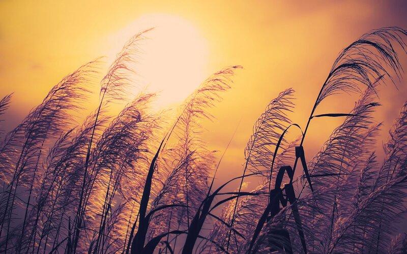 Sunset over tall grass