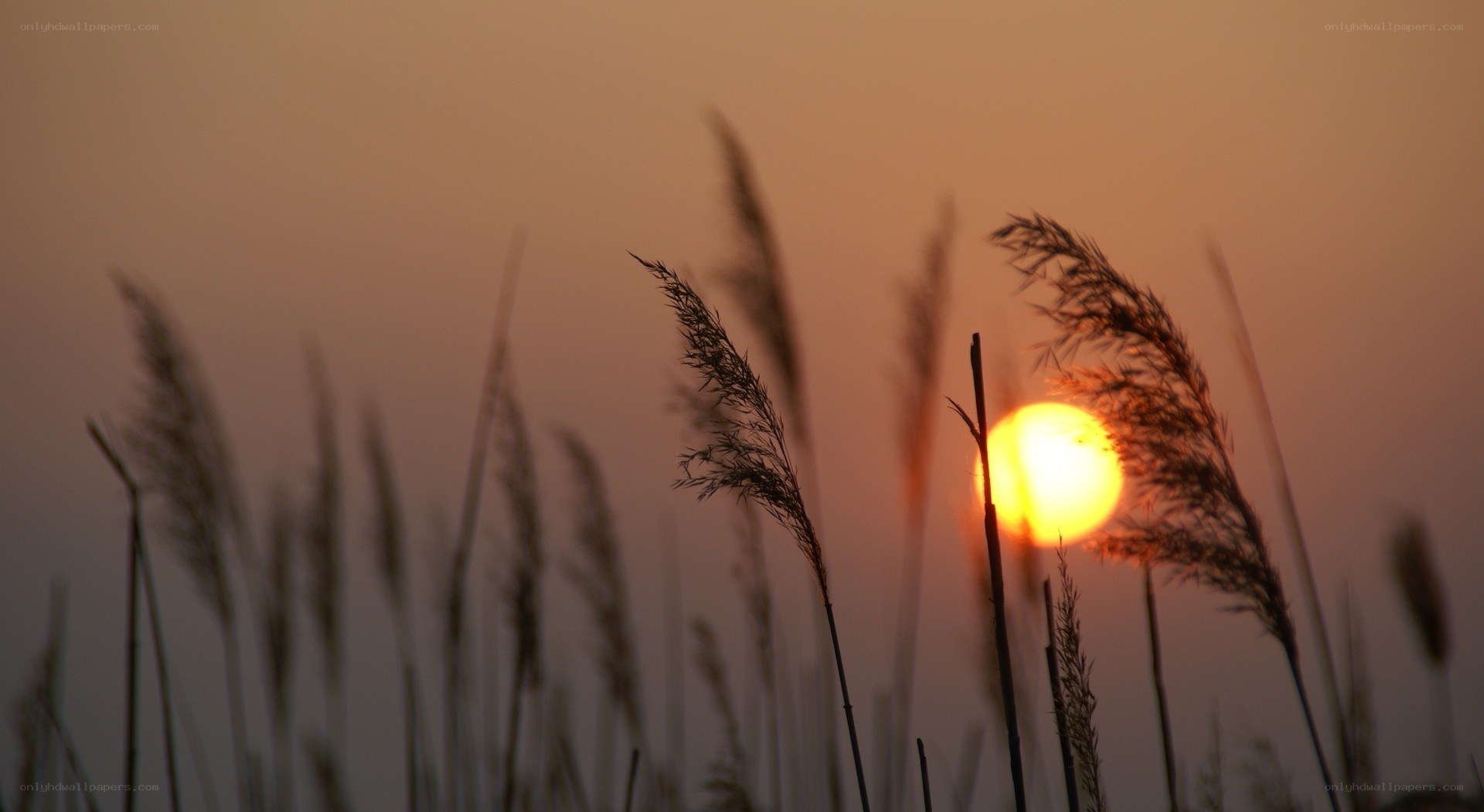 Sunset over tall grass
