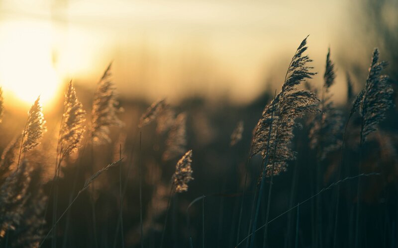 Sunset over tall grass