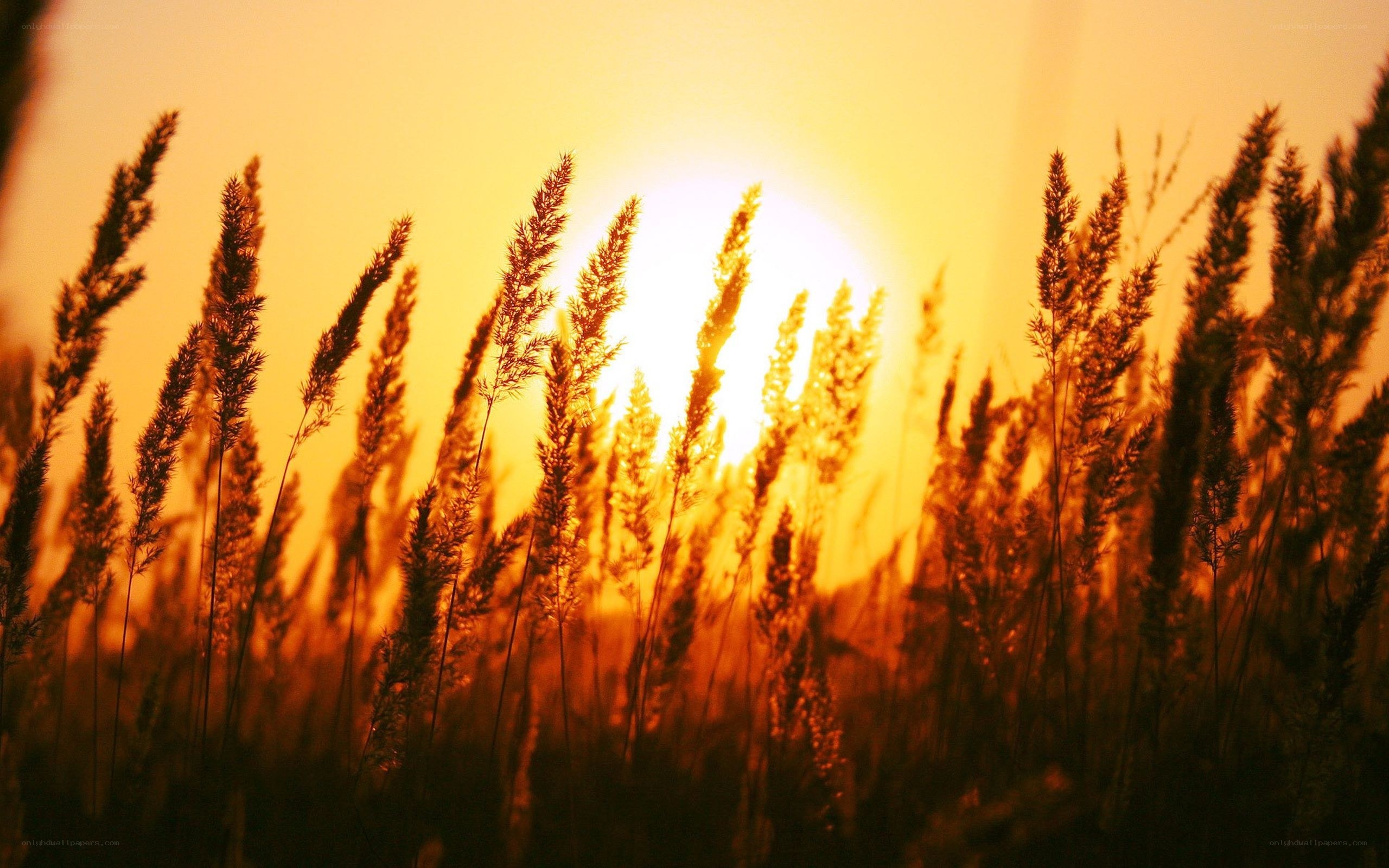 Sunset over tall grass