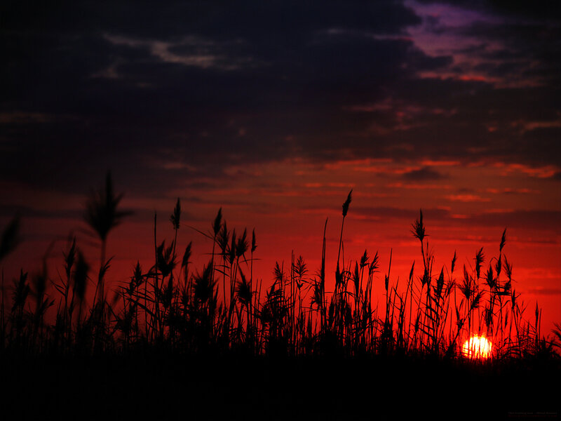 Sunset over tall grass