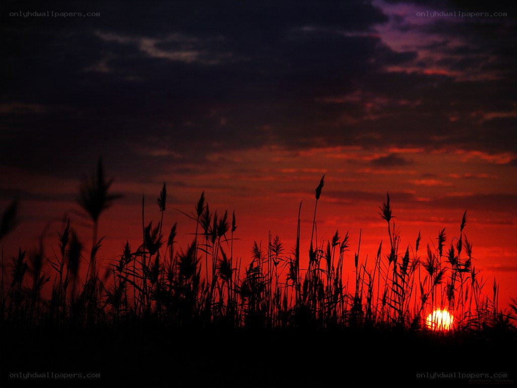Sunset over tall grass