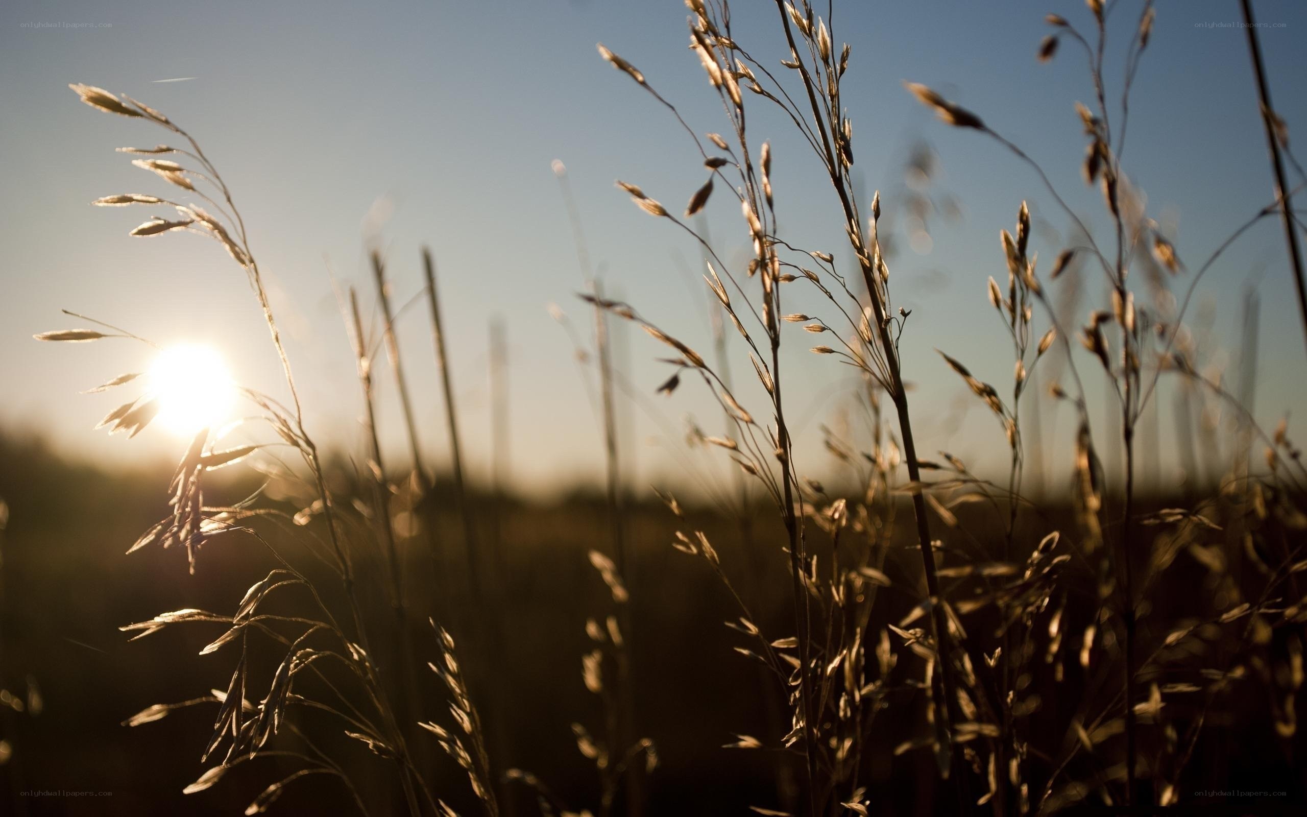 Sunset over tall grass