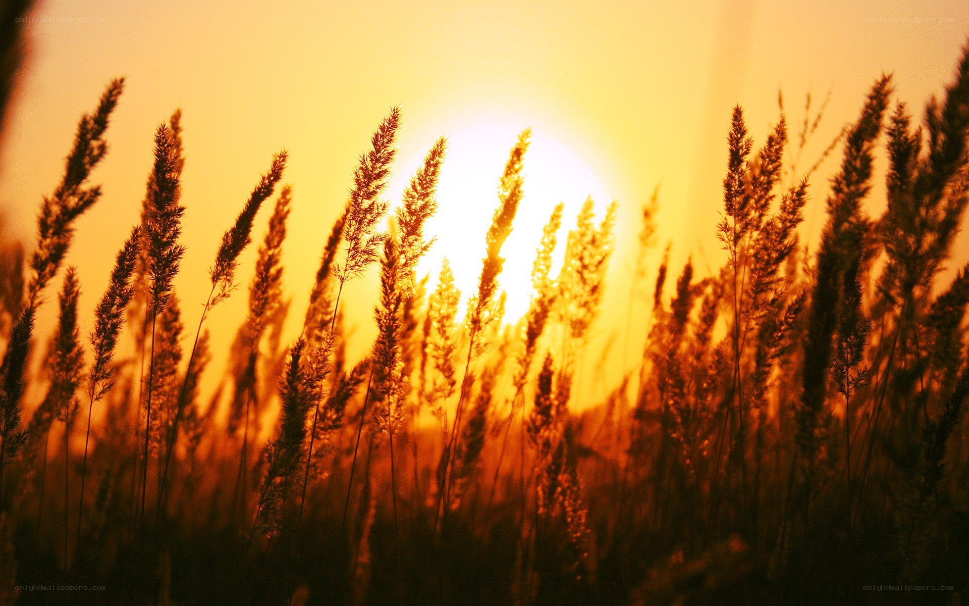 Sunset over tall grass