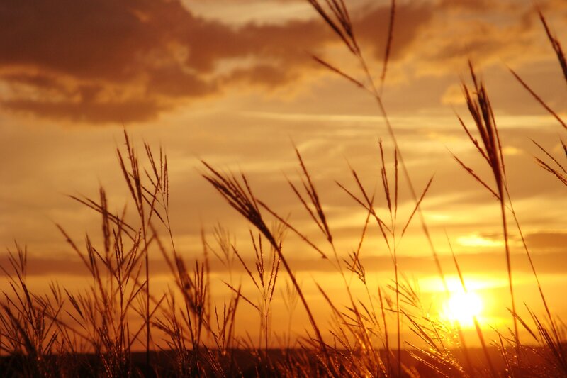 Sunset over tall grass
