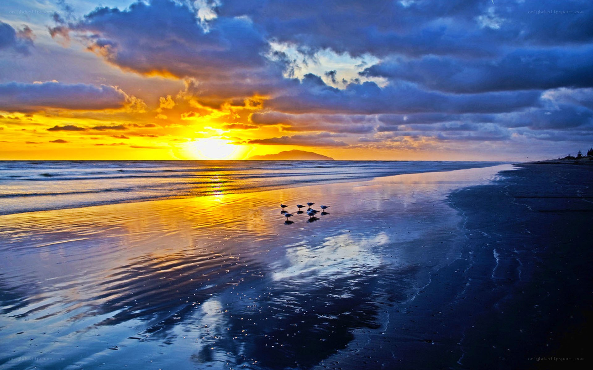 Sunset over the beach with birds