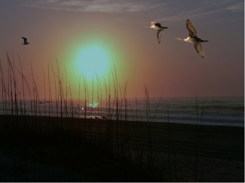 Sunset over the beach with birds