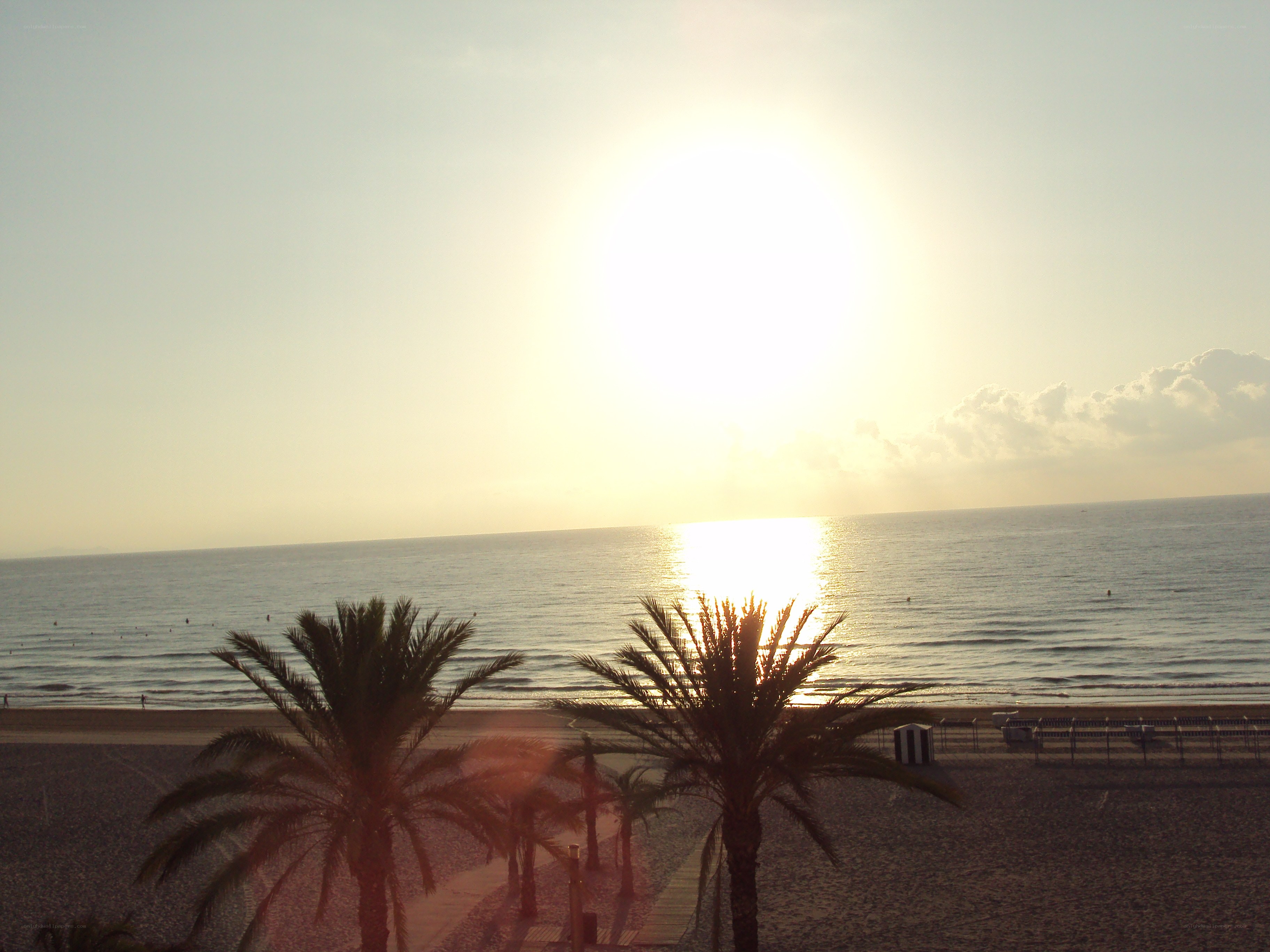 Sunset over the beach with palm trees