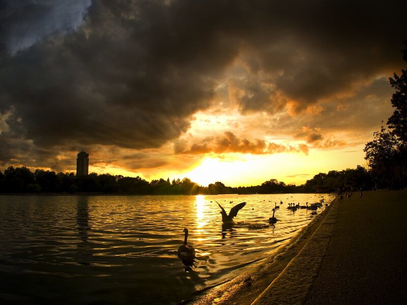 Sunset over the lake with swans
