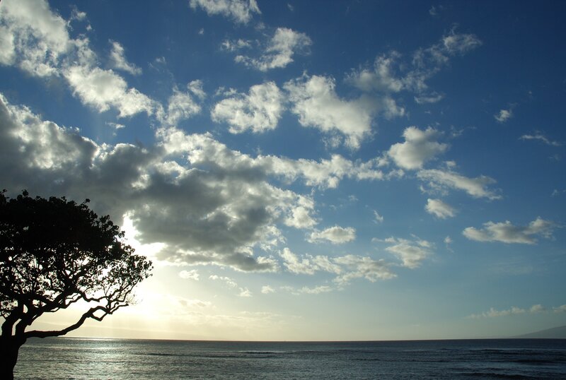 Sunset over the ocean with a tree