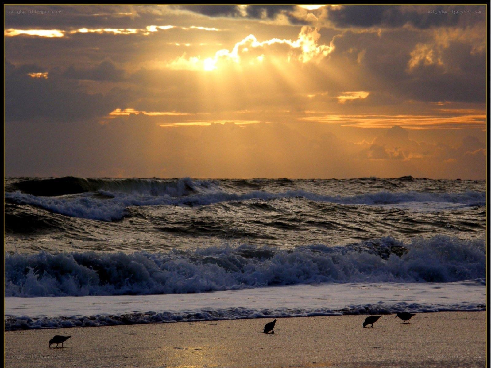Sunset over the ocean with birds