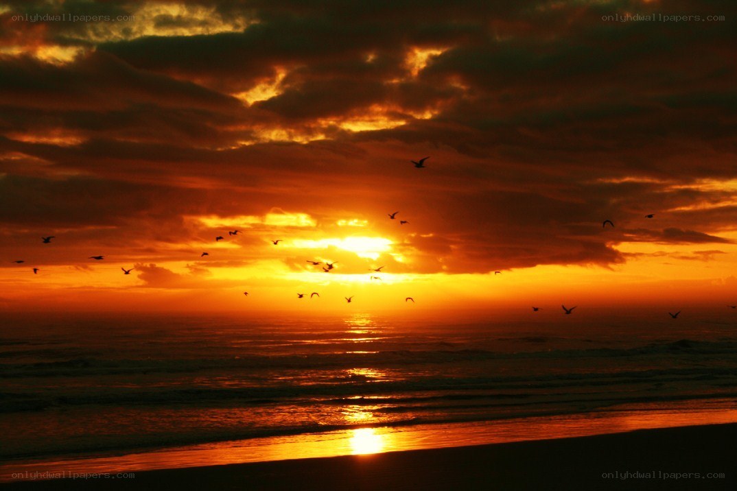 Sunset over the ocean with birds