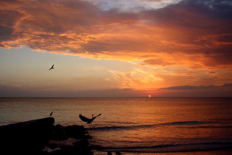 Sunset over the ocean with birds