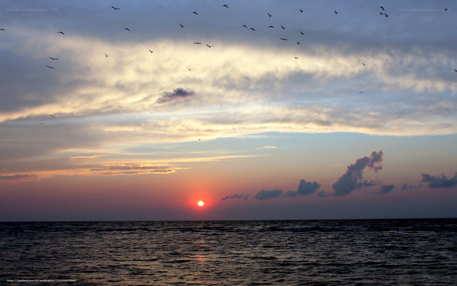 Sunset over the ocean with birds